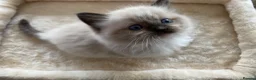 Ragdoll cats for sale: TICA registered Ragdoll Kittens Available  - Advert 10