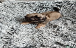 Shih Tzu dogs for sale: Imperial shi tzu babies  - Image 6