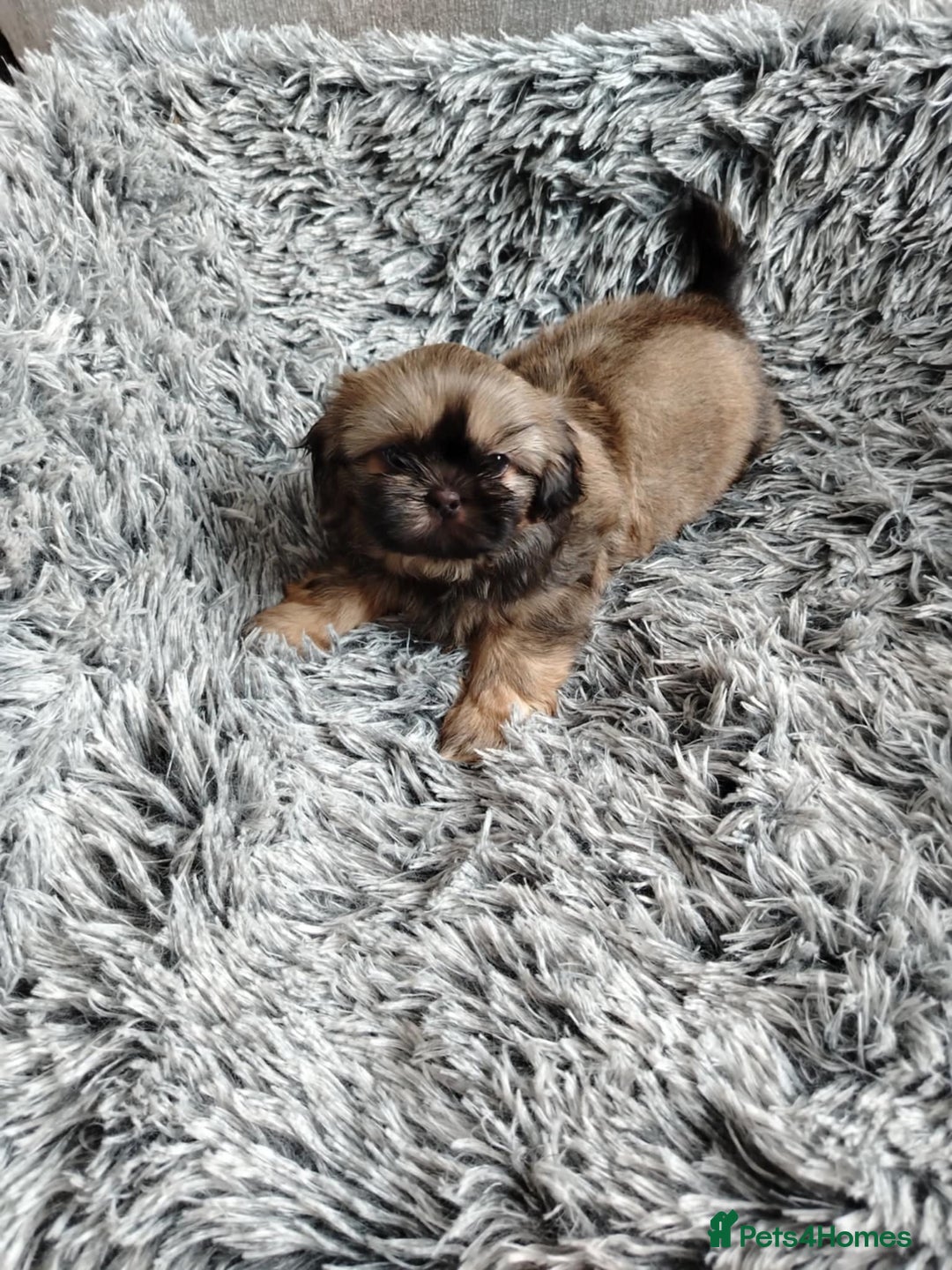 Shih Tzu dogs for sale: Imperial shi tzu babies  - Image 6