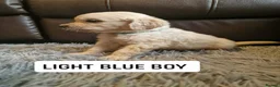 Golden Retriever dogs for sale: READY NOW🐾 PUREBRE GOLDEN RETRIEVER PUPPIES🐾 - Advert 22