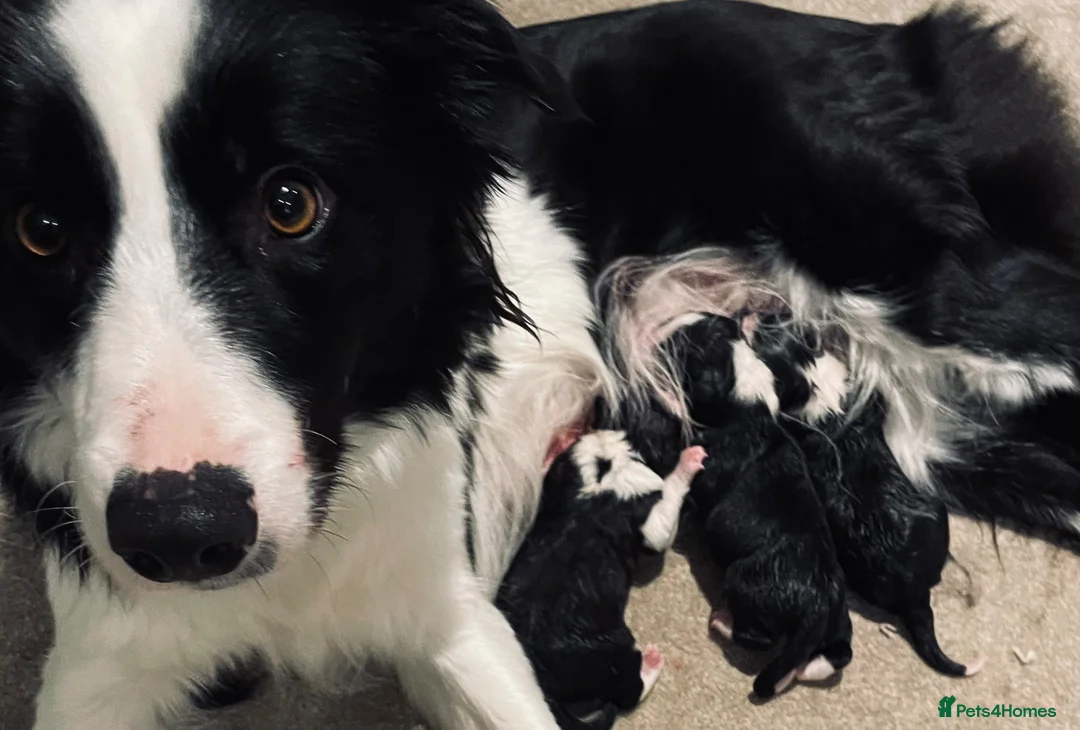 Border Collie dogs for sale: Kc & ISDS reg border collie health tested pups  - Advert 1