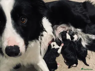 Border Collie dogs Kc & ISDS reg border collie health tested pups - Advert 14