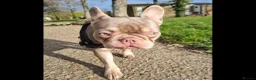 French Bulldog dogs for sale: Brother and sister for sale - Advert 7