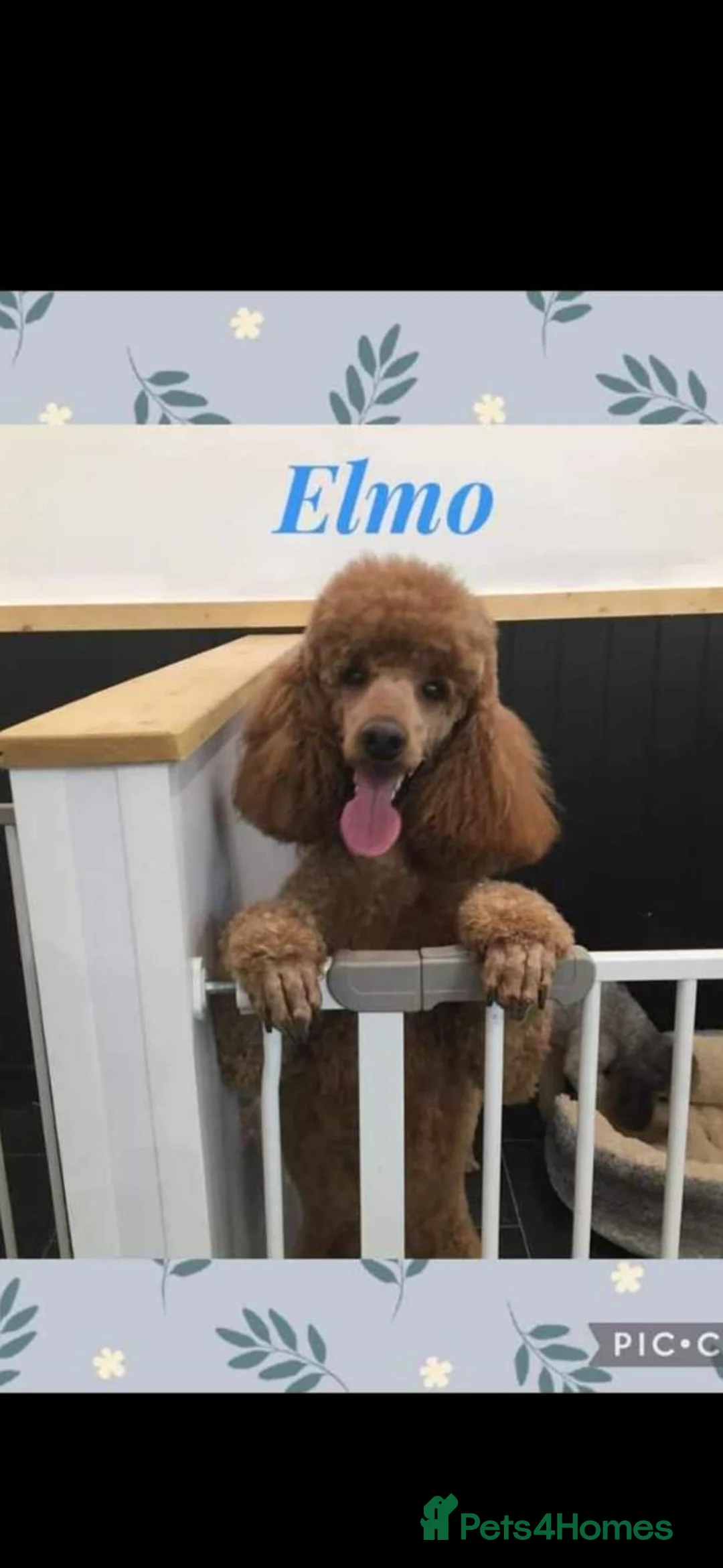 Cockapoo dogs for sale: Beautiful F1 Cockerpoo’s - Advert 2