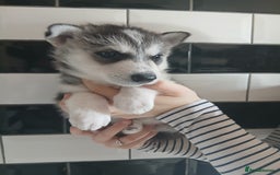 Siberian Husky dogs for sale: Husky pups for sale - Image 5