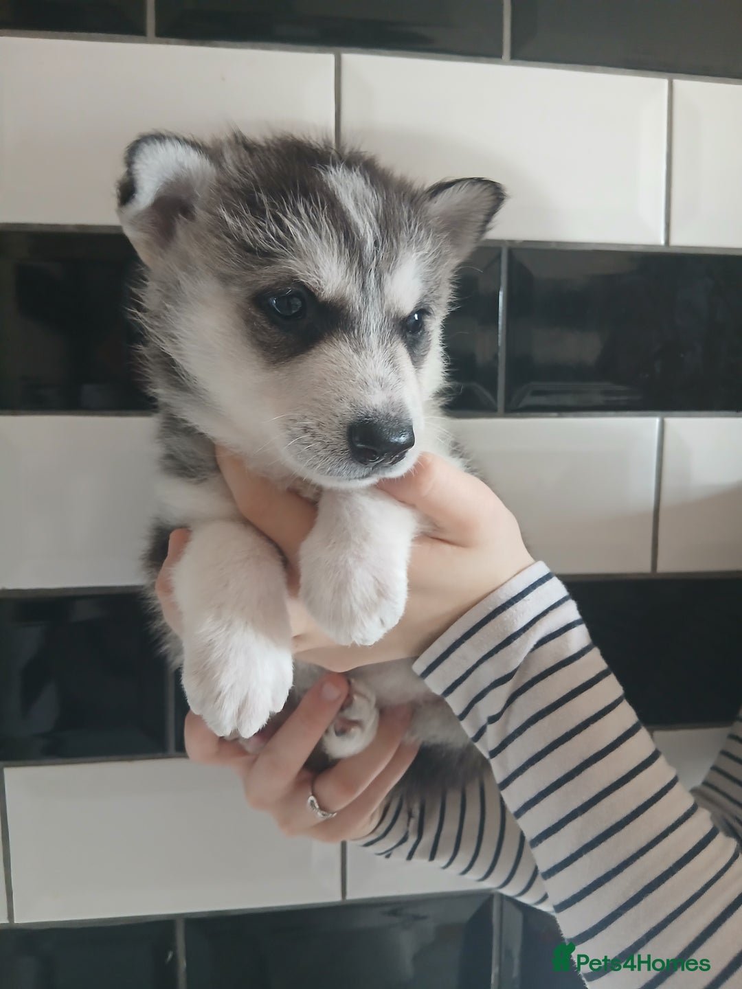 Siberian Husky dogs for sale: Husky pups for sale - Image 5