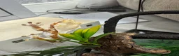 Gecko reptiles for sale: Lilly white female gecko - Advert 7