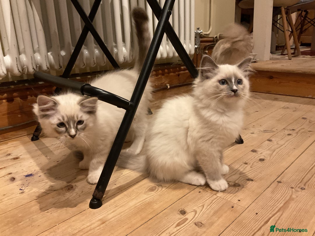 Ragdoll cats for sale: Stunning 💎 Ragdoll blue point girl kitten - Image 4