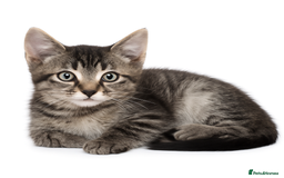Mixed Breed cats for sale: Kittens ready now  - Image 2