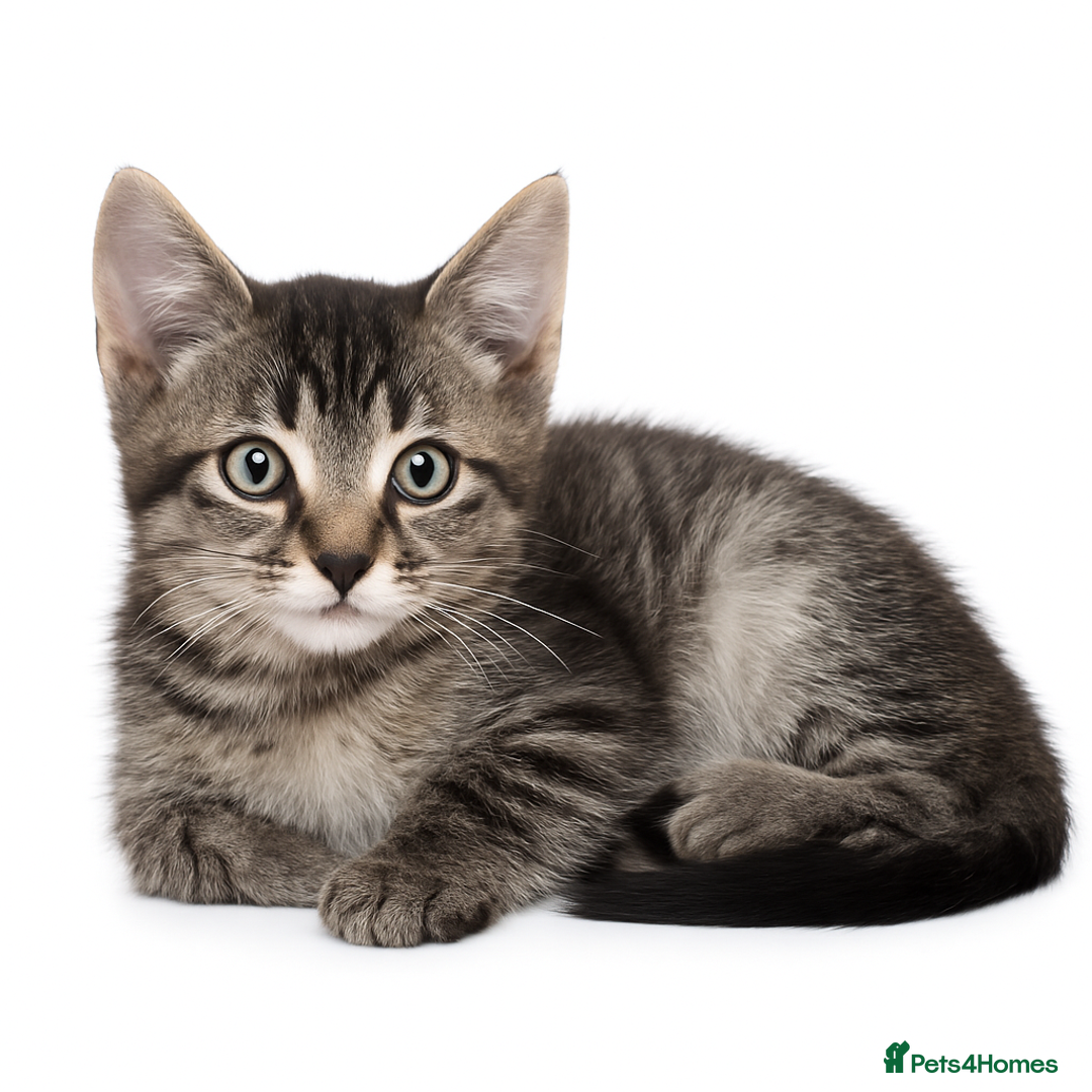 Mixed Breed cats for sale: Kittens ready now  - Image 2