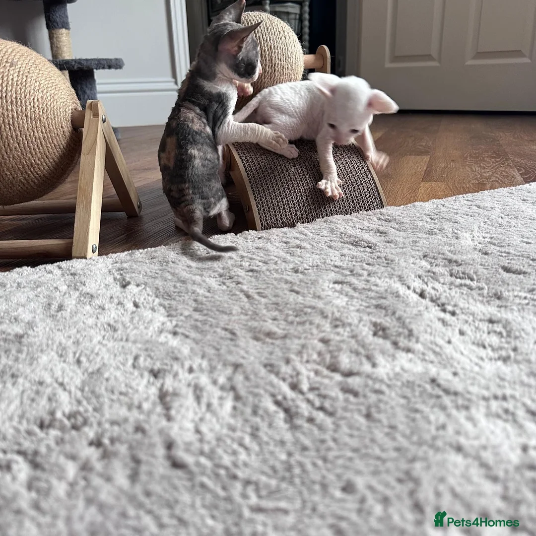 Cornish Rex cats for sale: Cornish Rex Kittens Ready to Reserve - Advert 3