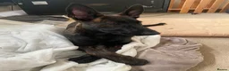 Mixed Breed dogs for sale: Belgain Malinois x Dutch herder  - Advert 2