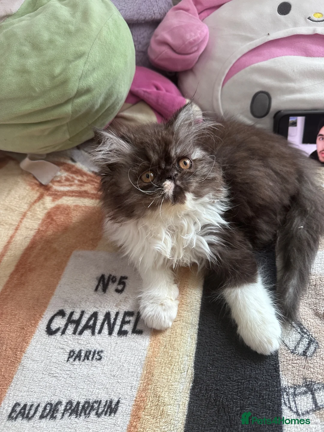 Persian cats for sale: Very beautiful Persian cat - Advert 1