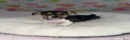 Jack Russell dogs for sale: Stunning short legged Jack Russell puppies - Advert 8