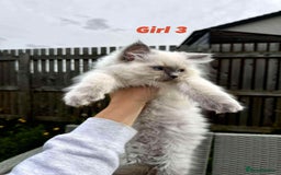 Ragdoll cats for sale: 4 ragdoll Kittens – Ready for Their New Homes - Image 4