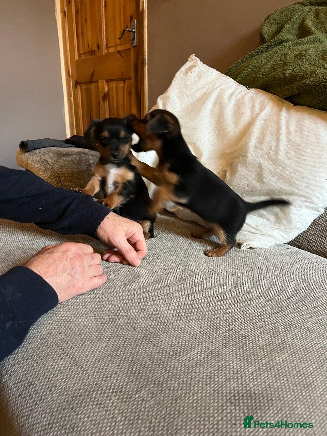 Jack Russell dogs for sale: Jack Russell puppies for sale - Advert 38