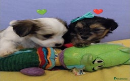 Morkie dogs for sale: Beautiful Morkie Puppies - Image 15