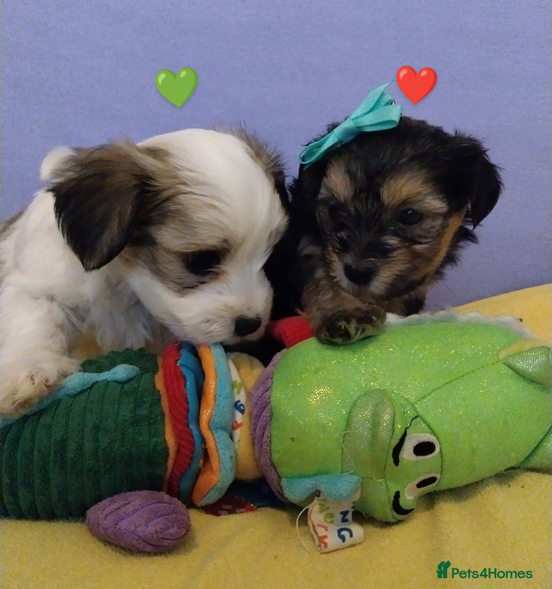 Morkie dogs for sale: Beautiful Morkie Puppies - Image 15