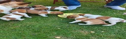Jack Russell dogs for sale: Jack Russell 4 Sale - Advert 6