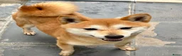 Japanese Shiba Inu dogs for sale: One stunning boy fully vaccinated  - Advert 5