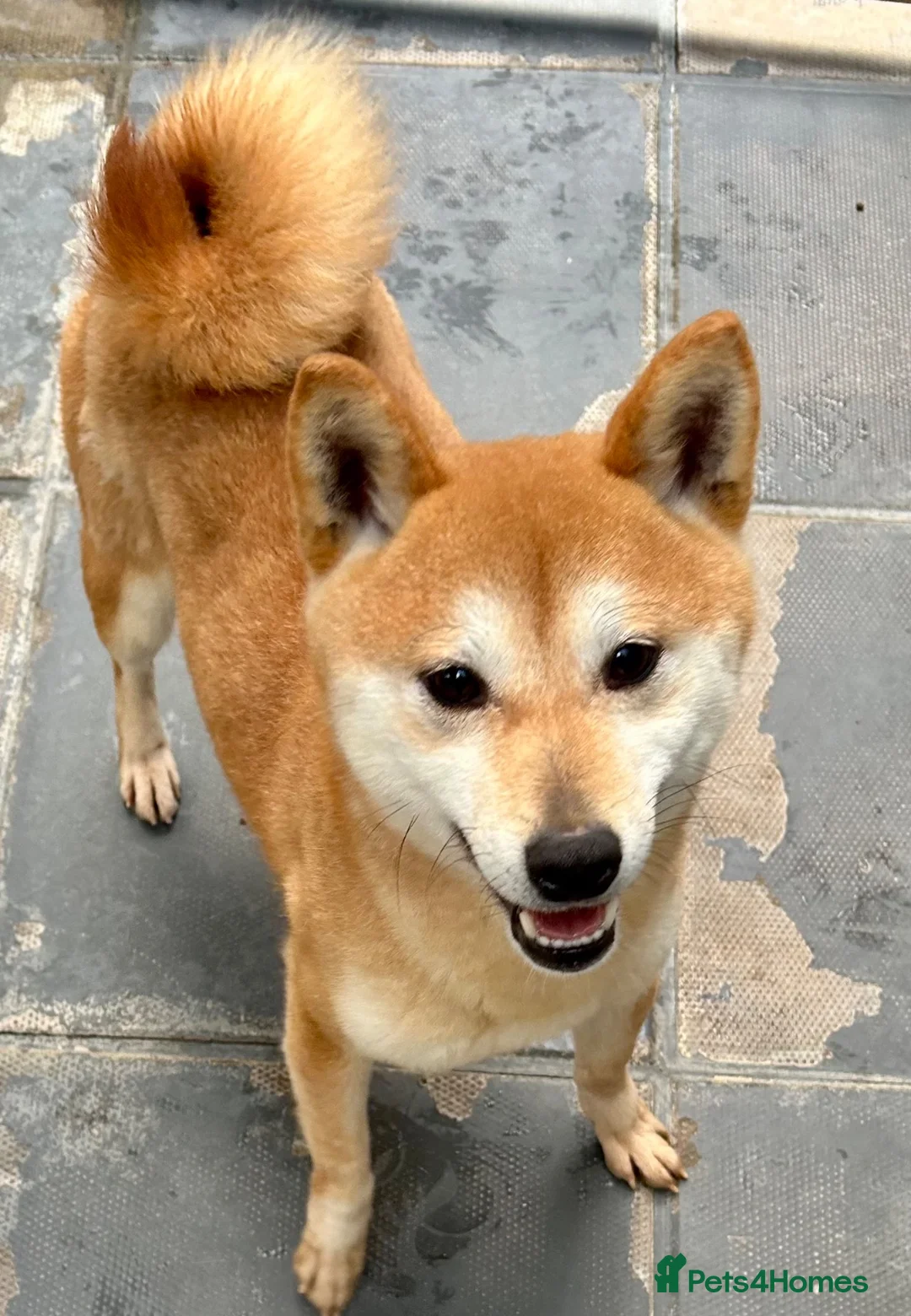 Japanese Shiba Inu dogs for sale: One stunning boy fully vaccinated  - Advert 5