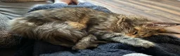 Maine Coon cats for sale: Two beautiful Maine coons  - Advert 7