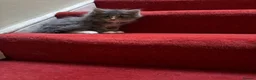 Maine Coon cats for sale: Stunning mainecoon cross kittens  - Advert 11