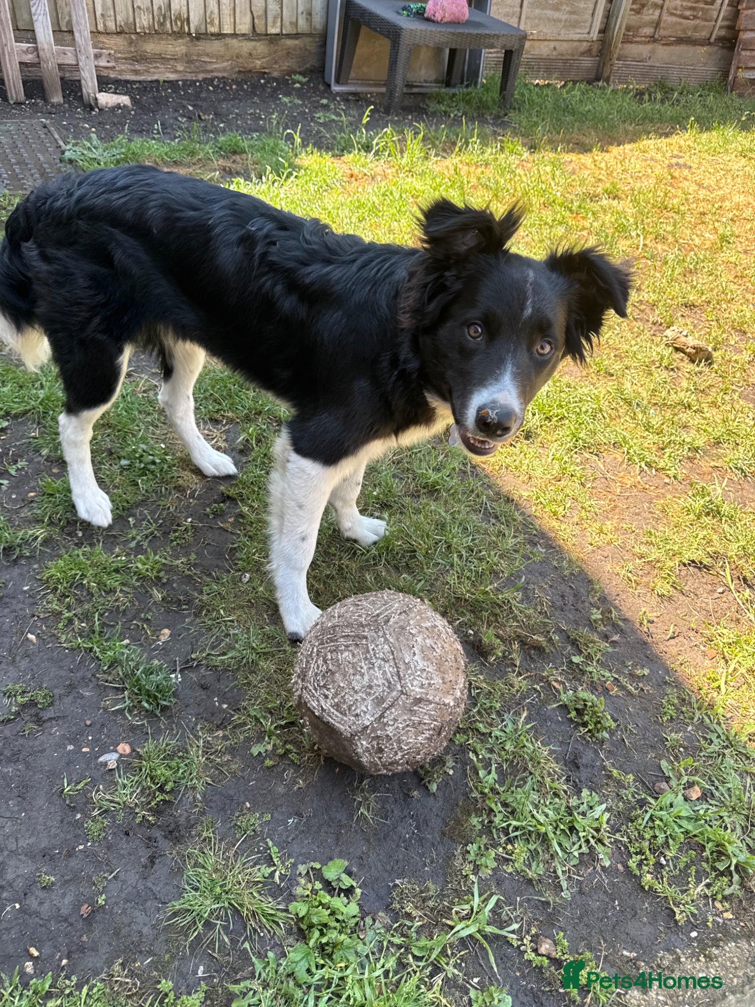 Border Collie dogs for sale: Border Collie pup in Bracknell - Advert 14