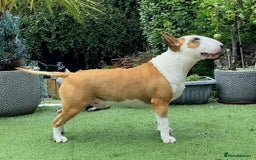 English Bull Terrier dogs for sale: Ready to leave !!! champion bloodlines kc reg - Image 13