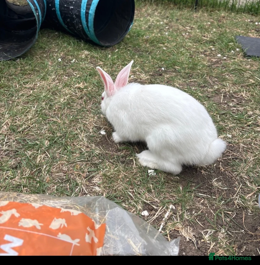 Lionhead rabbits for sale: Double mane lion head in Hartlepool - Advert 6