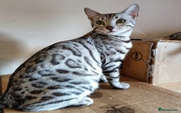Bengal cats for sale: Bengal Adolescent & Young Adult Entire Males - Image 7