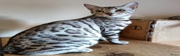 Bengal cats for sale: Bengal Adolescent & Young Adult Entire Males - Advert 8