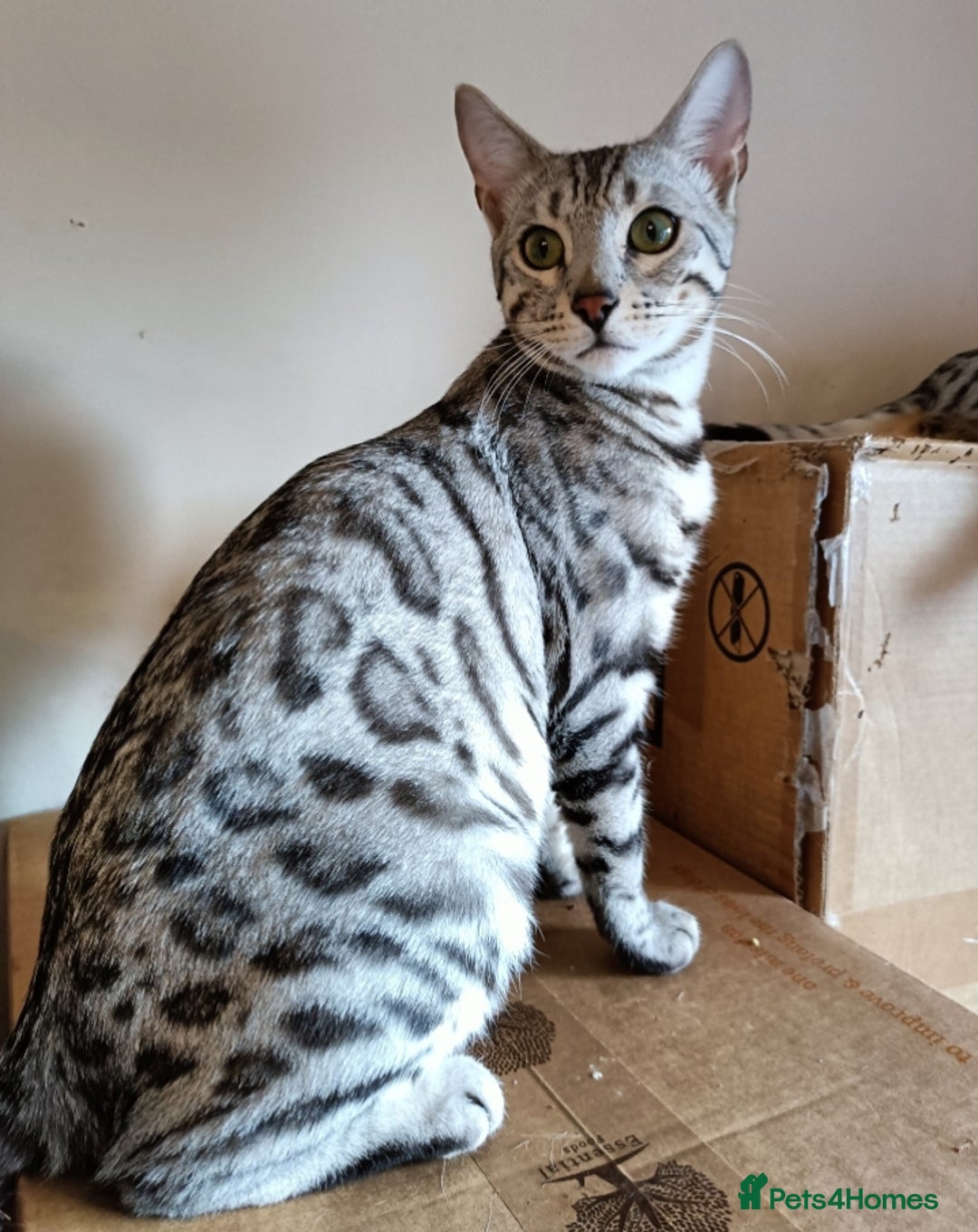 Bengal cats for sale: Bengal Adolescent & Young Adult Entire Males - Image 7