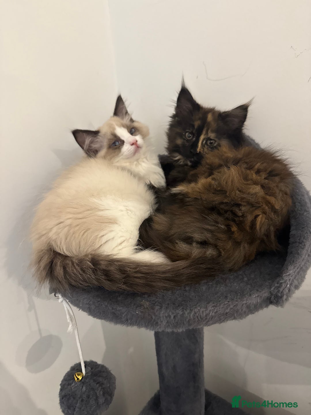 Ragdoll cats for sale: Full ragdoll and ragdoll/mainecoon needing rehome - Advert 2