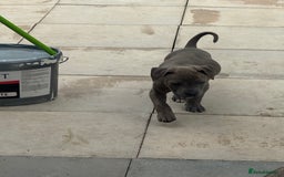 American Bulldog dogs for sale: Ivory 9 week old puppy for sale  - Image 7