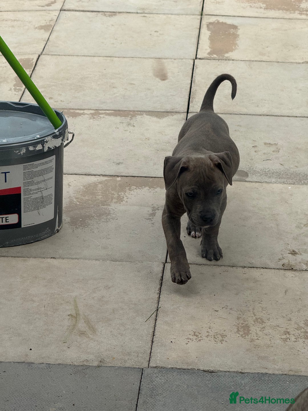 American Bulldog dogs for sale: Ivory 9 week old puppy for sale  - Image 7