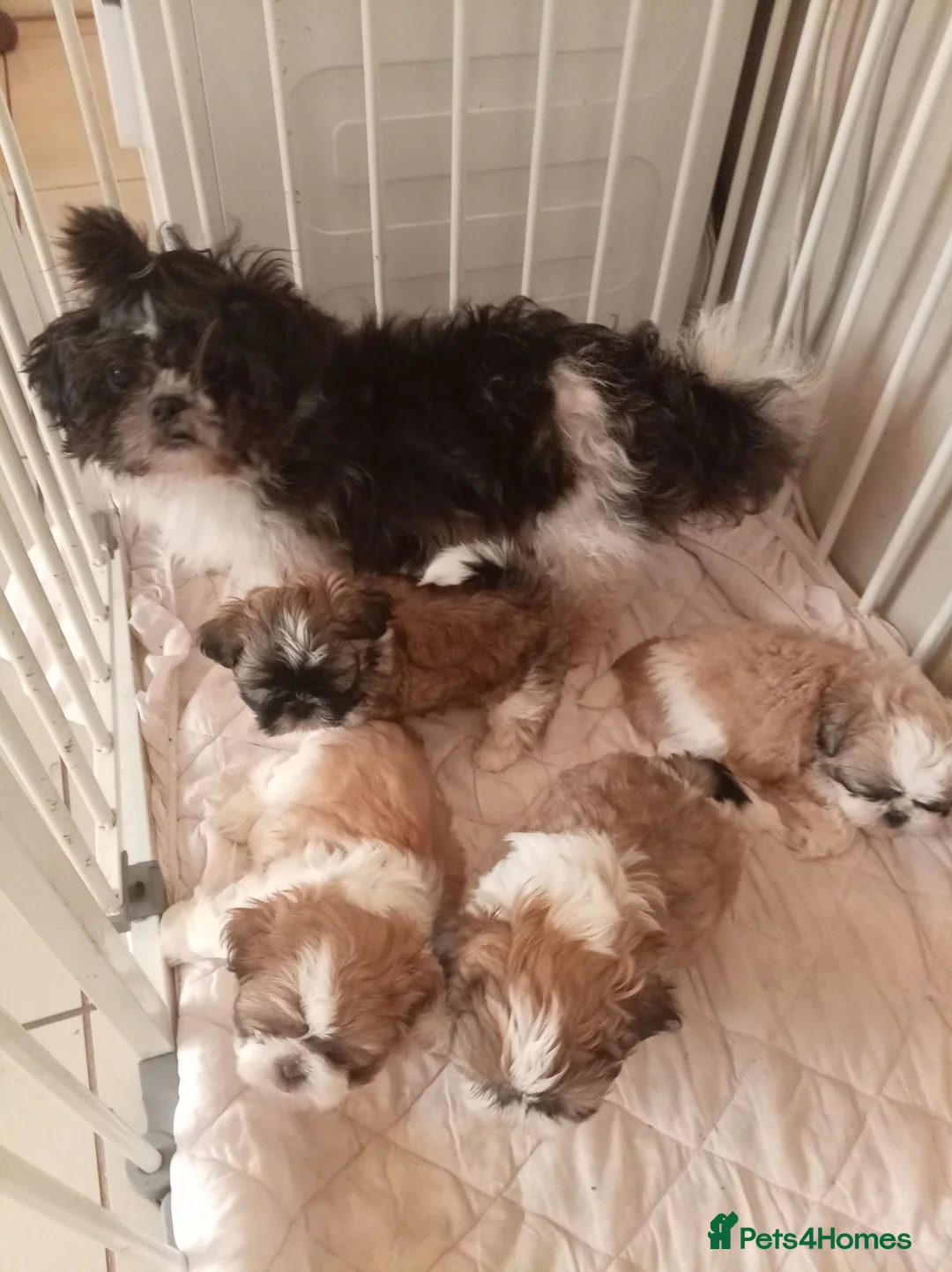 Shih Tzu dogs for sale: Shih Tzu puppies in Walsall - Advert 2