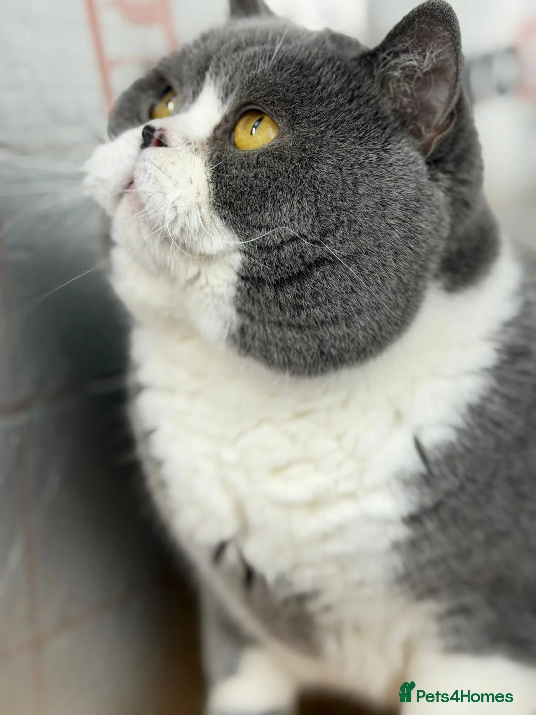 British Shorthair cats for stud: British Shorthair Blue Bicolour male stud duties - Advert 4