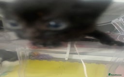 Mixed Breed cats for sale: Kittens - Image 4