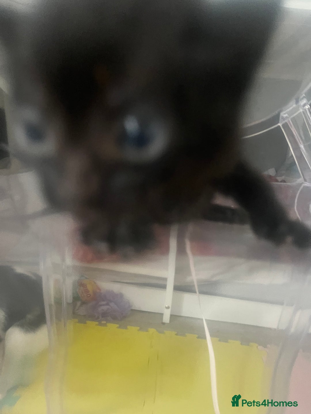 Mixed Breed cats for sale: Kittens - Image 4