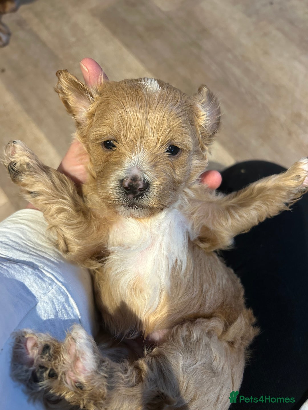 Lhasapoo dogs for sale: Lhasa apso x Toy poodle (hypoallergenic) lhasapoos - Advert 5