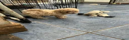 Poochon dogs for sale: 3 gorgeous Poochon puppies for sale - Advert 12