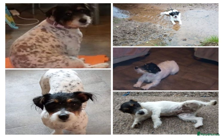 Jack Russell dogs - Advert 2