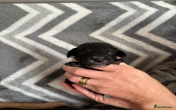 Cockapoo dogs for sale: Cockapoo puppys - Image 10