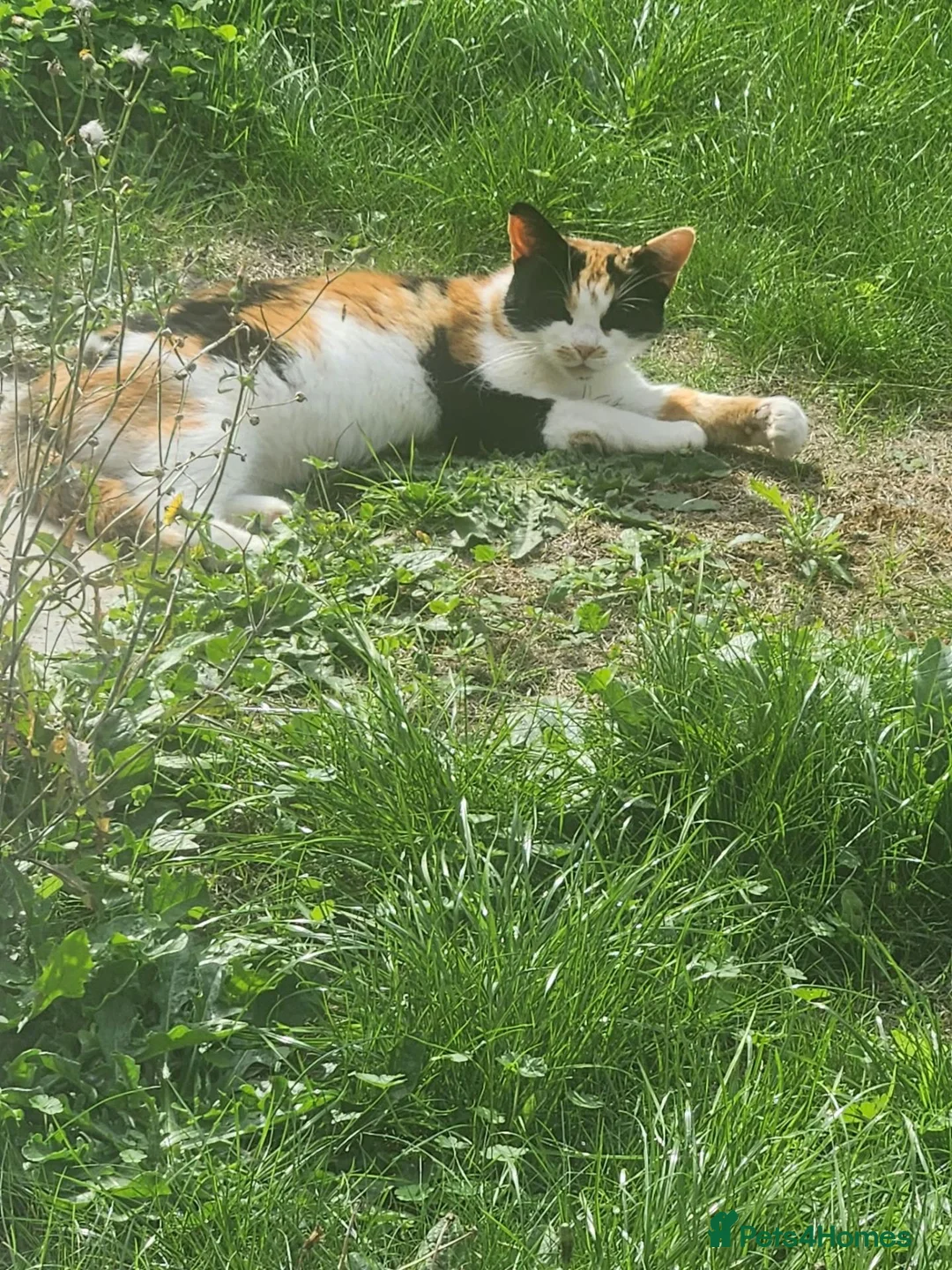 Mixed Breed cats for sale: Ginger female kitten  - Advert 1