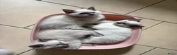 Ragdoll cats for sale: Bluepoint Ragdol female  - Advert 7