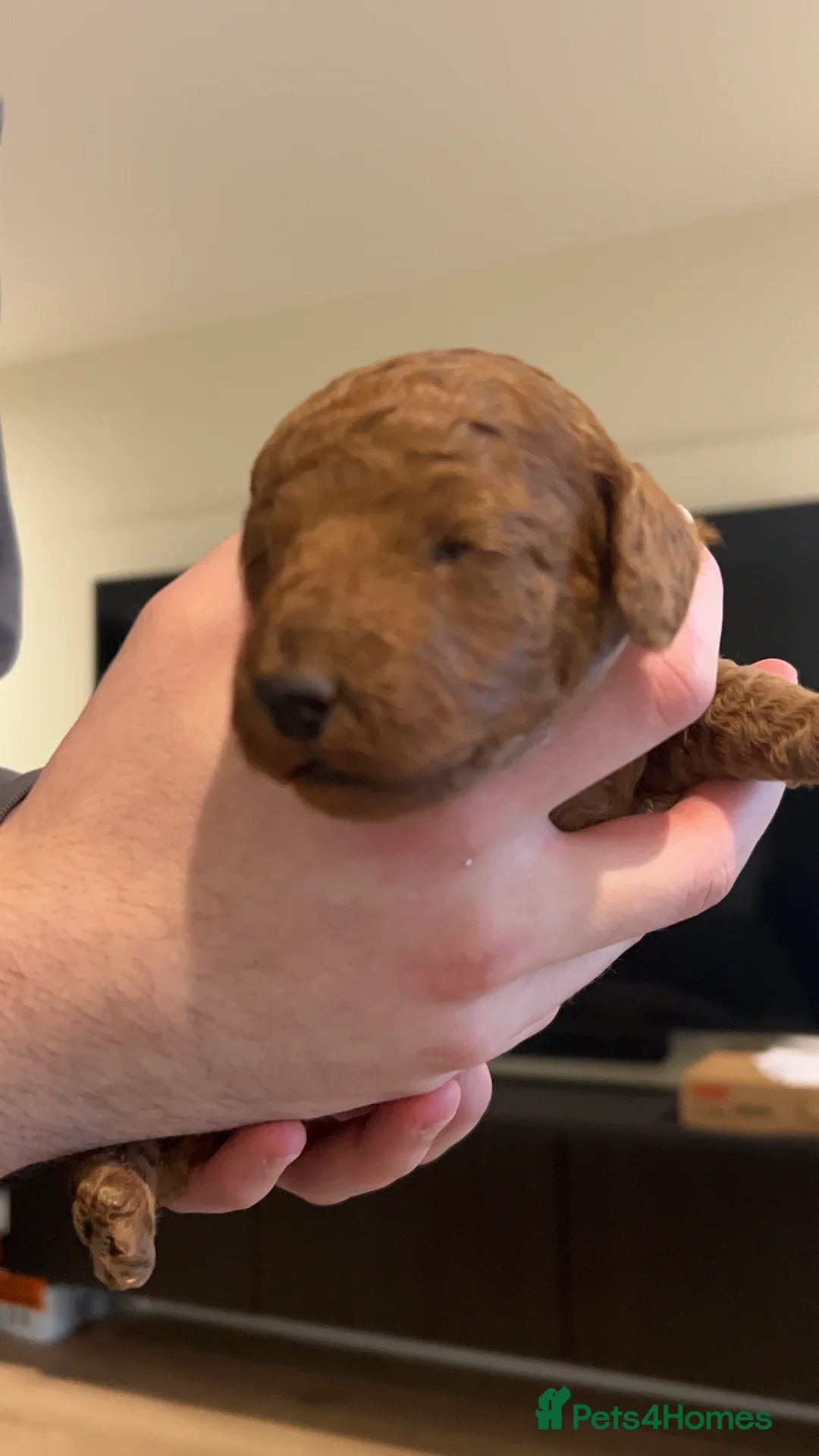 Cockapoo dogs for sale: Red f2b Cockapoo Pups  - Advert 12