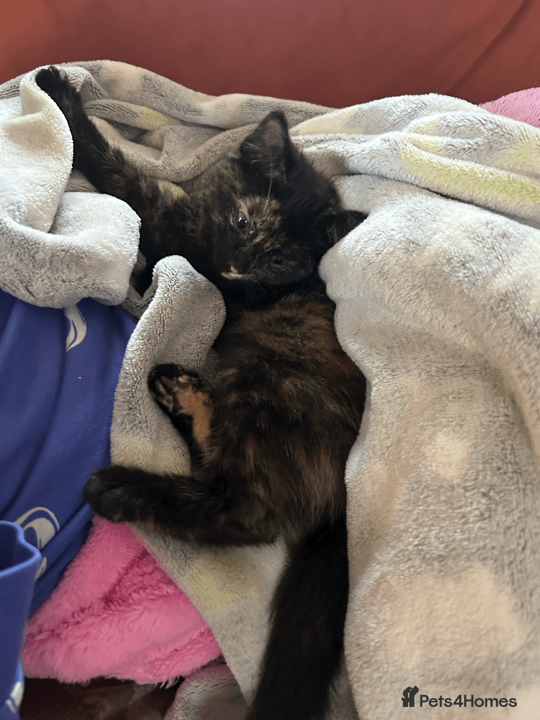 Mixed Breed cats for sale: Little girl ready to go ASAP - Advert 6