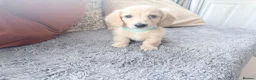 Miniature Dachshund dogs for sale: READY! 2 boys left! 💙 Cream Long Haired Pups KC - Advert 20