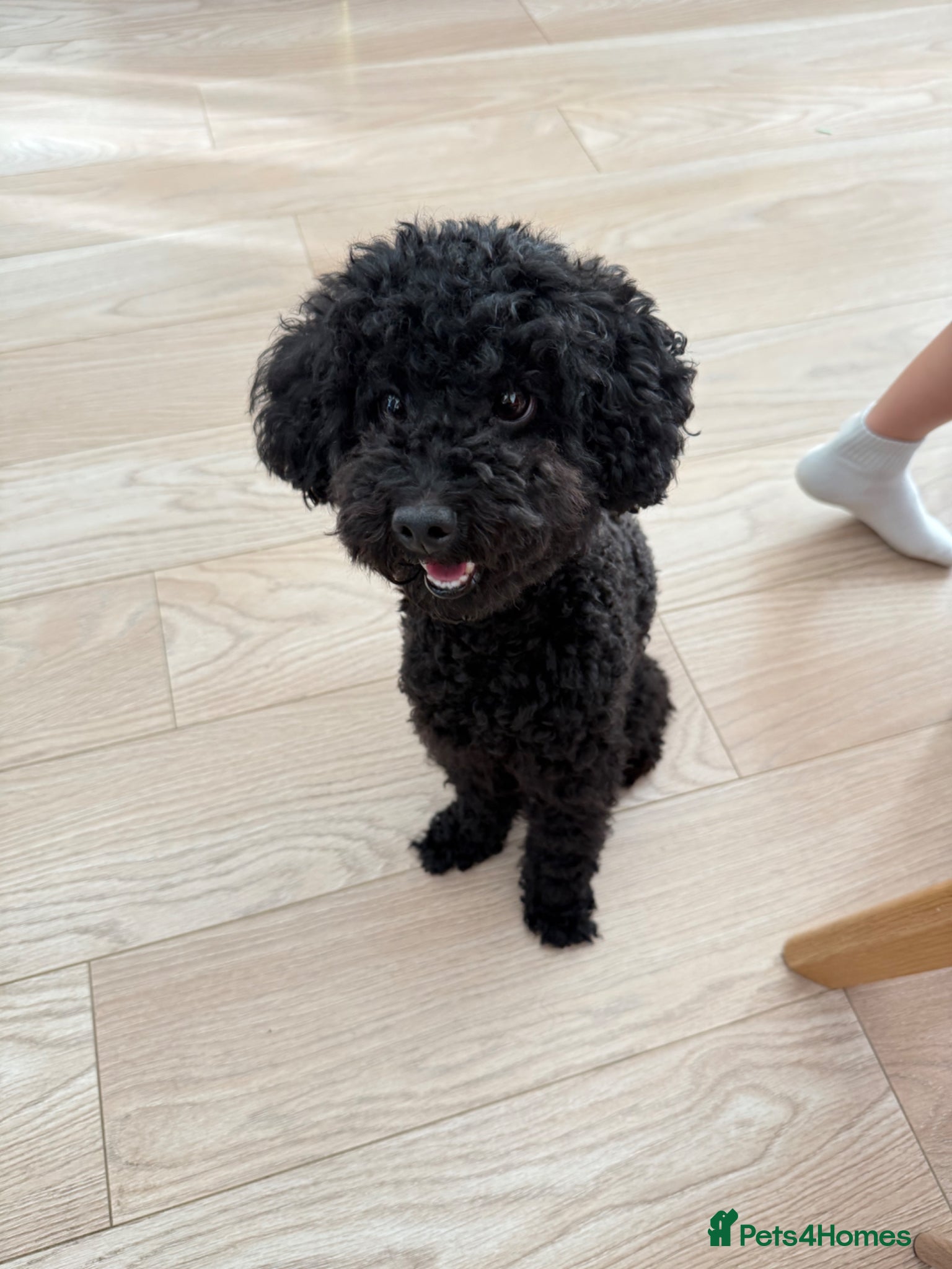 Toy Poodle dogs Male toy poodle for sale - Advert 2